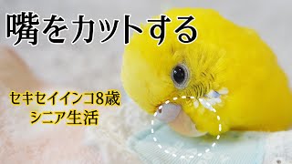 おうちで嘴のカット(難しいね) Cut the beak of a budgerigar