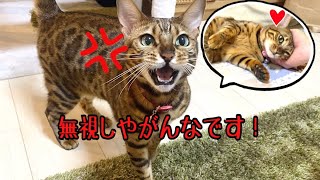 娘猫にヤキモチを爆発させる母猫がたまらん可愛いです…