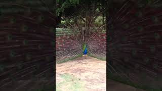 Peacock Mating #Shorts