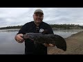 Eel tailed catfish catch and clean