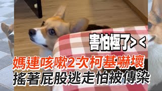 媽假裝咳嗽　「防疫小尖兵」柯基犬嚇壞秒逃走！｜搞笑狗狗｜高春花｜精選影片