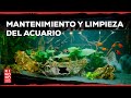 MANTENIMIENTO y LIMPIEZA de acuario de bajo requerimiento 🎥【 Serie: 8ª Parte ✅】