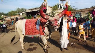 नंदी बैल आला | बैलांची सजावट | nandi bail | bail Pola videos | bull #bigbulls