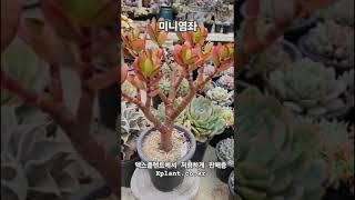 #미니염좌 #염좌 #다육이 #다육식물 #다육 #succulent #多肉植物 #다육싸게파는곳 엑스플랜트