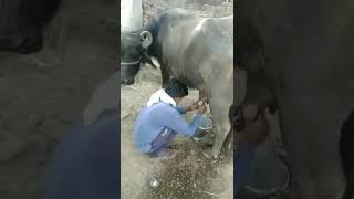 Milking buffalo 🐃🐃😘😘