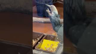 食べ方の癖が強すぎる鳥【松江フォーゲルパーク】