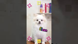 Dog Grooming Day: The Best Way to get Your Pom's Coat Shiny! #shorts #pomeranian #dog