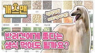 [개스맨] 강아지 생식 괜찮을까요? ㅣ반해