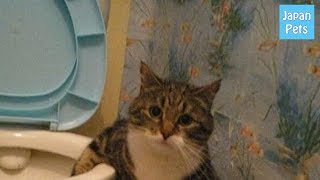 【夜泣きに困っている方必見！】猫が夜泣きをする原因と対策とは？ - Japan Pets