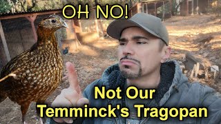 Mrs Tragopan our Temminck's Tragopan needs our help!