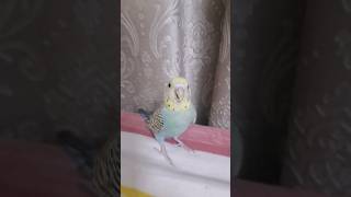 That one parrot is laughing #animals #viral #bird #cute #trending #shorts 🔥💯