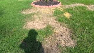 TruGreen lawn Disaster