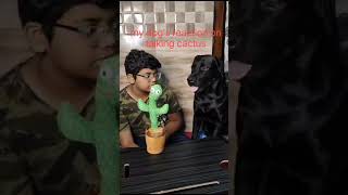 my dog' s reaction on talking cactus #youtubeshorts #viral