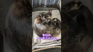 アンモニャイトまたはニャンモナイトなうちの猫。