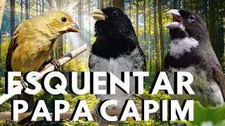 Testado esse Esquentar papa capim com papa capim Cantando e papa capim Chamando muito