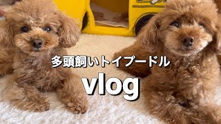 【vlog】多頭飼い1日のルーティン／薬の飲ませ方／ブラッシング／くうの毛の悩み／肉の日