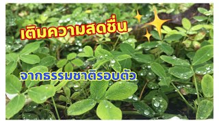 ✨แจกความสดชื่น 🍃มาชมต้นไม้สีเขียวๆ ความสวยงามของธรรมชาติรอบตัวเรากันนะคะ | Imrasa’s Lifestyle🌸