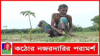 মেহেরপুর সীমান্তে একসংগে কাজ করছেন দু'দেশের কৃষকরা, সংক্রমণ ছড়ানোর ভয়