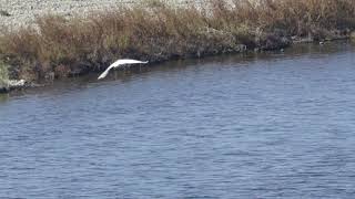 多摩川野鳥観察図鑑　大鷺　小鷺　青い空　青い多摩川　白鷺映える　2022年11月8日