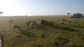 Olobor vs hyena clan in the mara