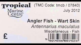 TMC Bristol Wartskin Angler Fish (Antennarius maculatus)