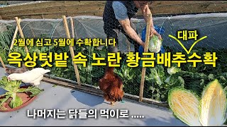 2월에 심어 5월에 배추수확하는 옥상텃밭, 배추키우기 및 대파키우기