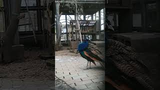 今日の孔雀20231115①（peacock・मोर）#Shorts