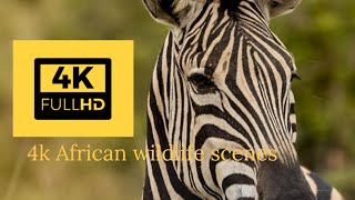 Our Planet  4K African Wildlife  Great Migration from the Serengeti to the Maasai Mara Kenya