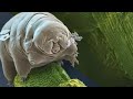 tardigrades ശൂന്യാകാശത്ത് ജീവിക്കാൻ കഴിയുന്ന സൂക്ഷ്മ ജീവി.