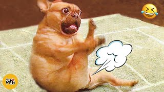 Cats And Dogs Reaction To Farts 🤢 The Funniest Videos Ever!