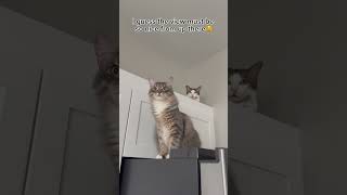 That’s my two naughty boys! #cat #kitten #viralvideo #cute #funnycats #funny #shorts #fyp