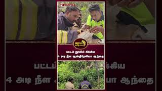 நாகையில் பட்டம் நூலில் சிக்கிய உயிருக்கு  போராடிய 4 அடி நீளம் உள்ள ஆஸ்திரேலியா ஆந்தை