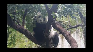 20211114 圓仔再探茄苳果 樂享美食樹杈坐(早餐下) Giant Panda Yuan Zai