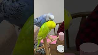 兄インコの行動に戸惑いが隠せない弟インコ　#セキセイインコ #インコ #ocean #lemon #kawaii #shorts