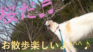 桜のお散歩 ボルゾイ🐕🌸🎵Cherry Blossom Walking Borzoi