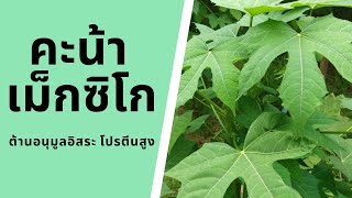 ประโยชน์ของคะน้าเม็กซิโก ผักไชยา | Chaya | กินผักเป็นยา