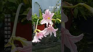 彰化縣芬園鄉彰南路四段569號 Tel: 0968-885-198  孤挺花 Dutch Amaryllis / Knight's Star Lily