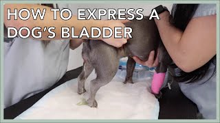 Learn To Express A Dog's Bladder In 3 Minutes!