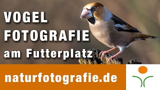 Vogelfotografie am Futterplatz im Februar