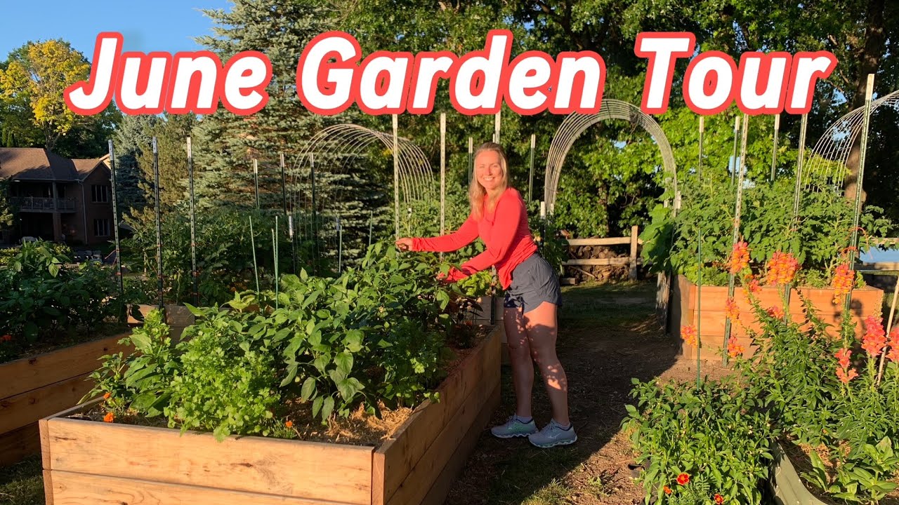 My Full Vegetable Garden Tour June 2024 Michigan Zone 6a Youtube