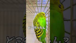 「換羽期のインコ、イライラが大爆発💥【理不尽すぎる八つ当たり】「Molting Budgie’s Irritation Explodes!💥」