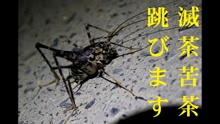 真夏の夜の高尾山にはこの昆虫がいっぱい……【8月8日撮影】