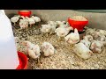 How to Vaccinate Broiler Chickens for prevention of Newcastle & Gumboro virus in big broiler Chicken