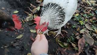 【鶏日記】手に当たらないように気をつけてくれるのですが、クチバシ当たるとかなり痛いです