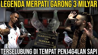 LEGENDA MERPATI GARONG 3 MILYAR TERSELUBUNG DI TEMPAT PENJ4G4ALAN SAPI #AudreyA #KINGOFTHEJUNGLE