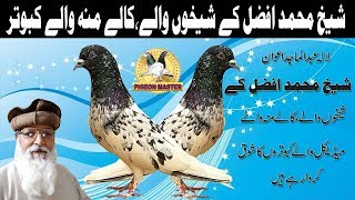 Shaikh Muhammad Afzal K Shaikhonwaly, Kaly Mounh Waly. Medical Waly Kabotar ( High Flyer Pigeons)