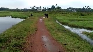 സഞ്ചാര യോഗ്യമല്ലാതെ മധുരത്തുപാടം ലിങ്ക് റോഡ്...