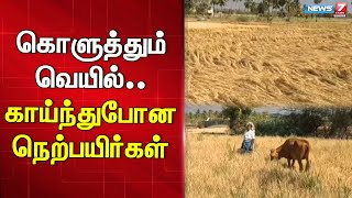 வெயிலின் தாக்கம் அதிகரித்ததால் காய்ந்துப்போன நெற்பயிர்கள்