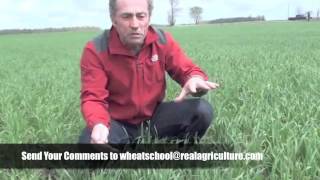 Wheat School - Ontario Winter Wheat Crop In Better Shape Than Expected