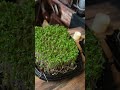 Fungus in my Microgreens